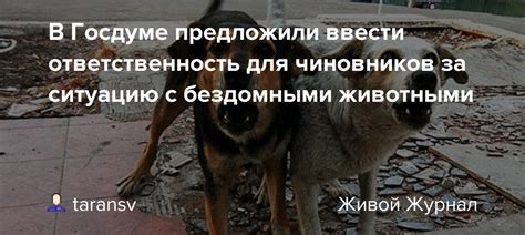 Ответственность перед бездомными животными