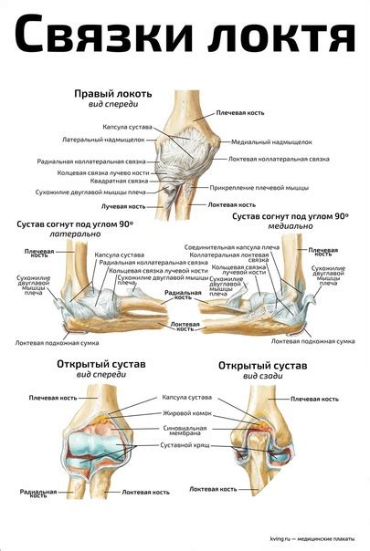 Отличия в анатомии лучевой и локтевой костей