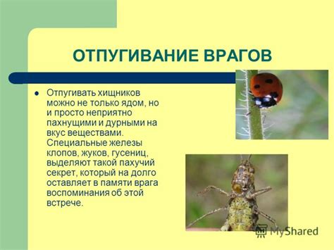 Отпугивание хищников и обеспечение света