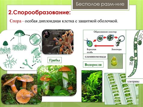 Отсутствие подходящих условий для размножения