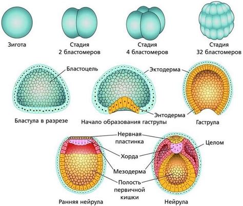 Отсутствие эмбриона в организме