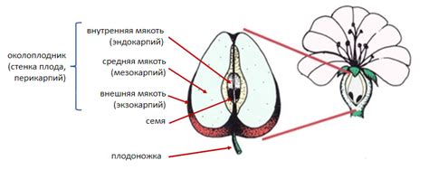 Очищение от плодов растения