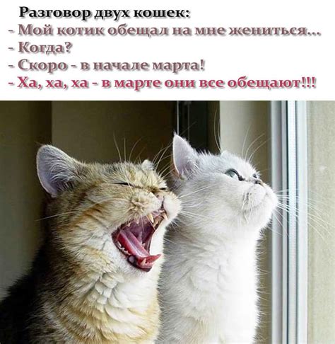 О встрече двух кошек