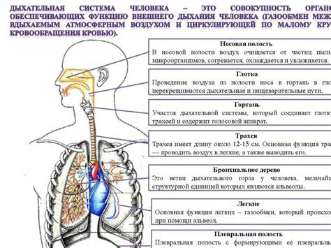Патологии дыхательной системы и их влияние на поведение