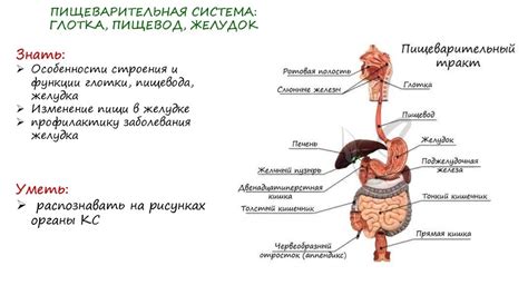 Патологии пищевода и горла