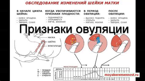 Первые признаки овуляции