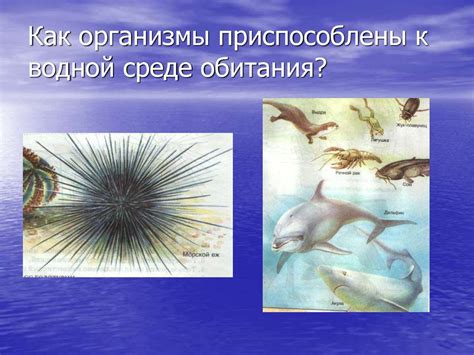 Первые шаги на пути к самостоятельности в водной среде