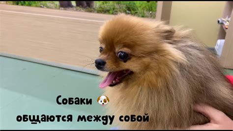 Перед прививкой собаки