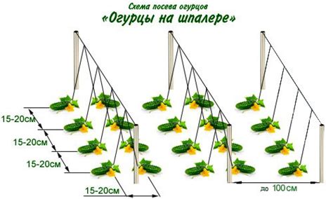 Перемещение молодых огурчиков на грядку в открытый грунт