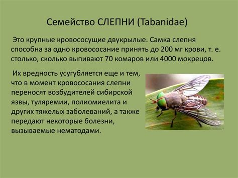 Переносчики опасных болезней