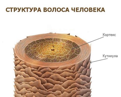 Периодические изменения структуры волос