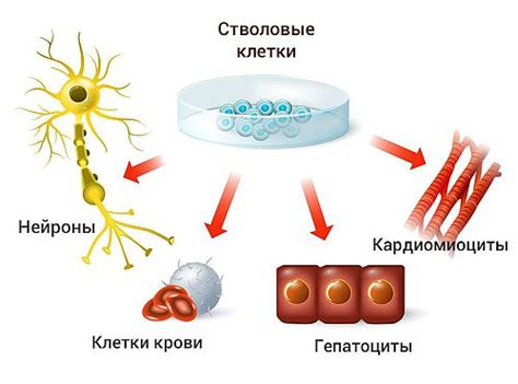 Перспективы и применения клеток с множеством ядер