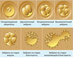 Питание и зачатие