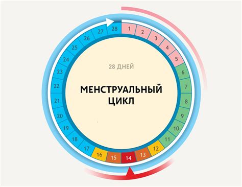 Питание и овуляция