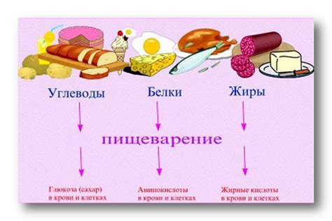 Питательные вещества в горохе
