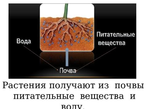 Питательные вещества для почвы