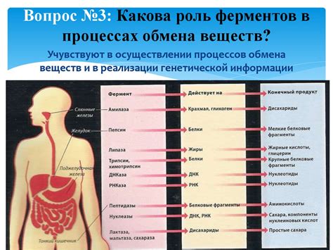 Пищеварение и обмен веществ: особенности у пресмыкающихся