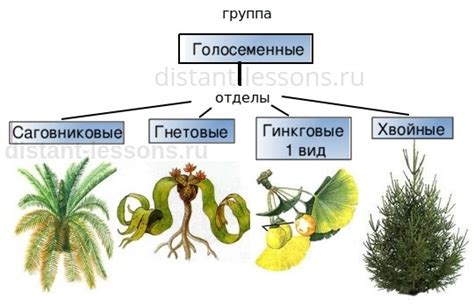 Плодовитость голосеменных растений и вода