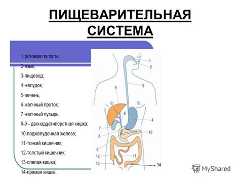 Плохое пищеварение и недостаток питательных веществ