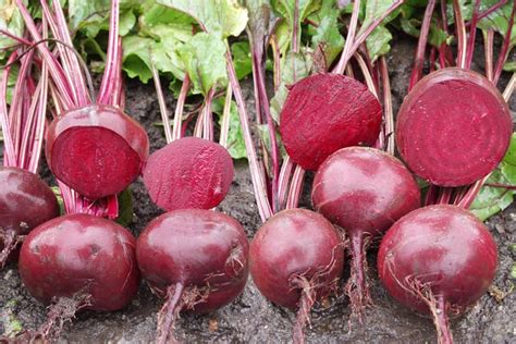 Плюсы и минусы замороженной свеклы