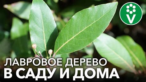 Побочные эффекты использования лаврового листа в процессе ухода за младенцем