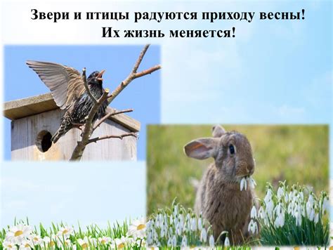 Поведение птиц и животных