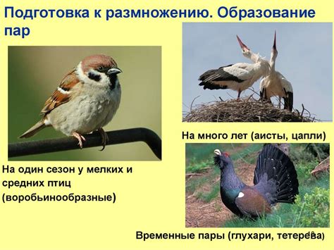 Поведение птиц перед грядущей погодой