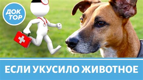 Повреждения носа животного при ударах