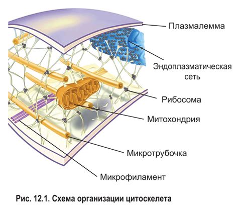 Повреждения цитоскелета