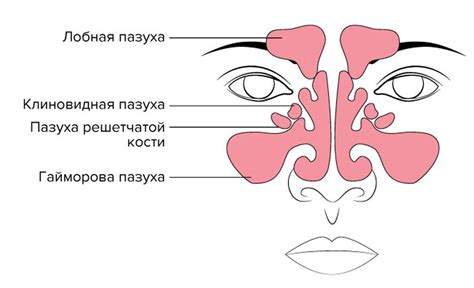 Повышение иммунитета носовых пазух