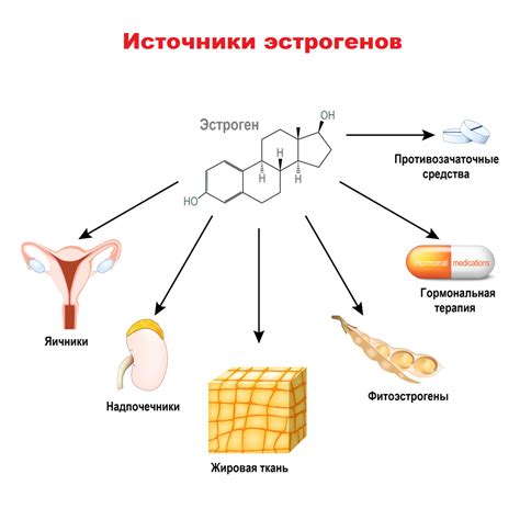 Повышенный уровень эстрогена: фактор, способствующий увеличению половых губ у женщин