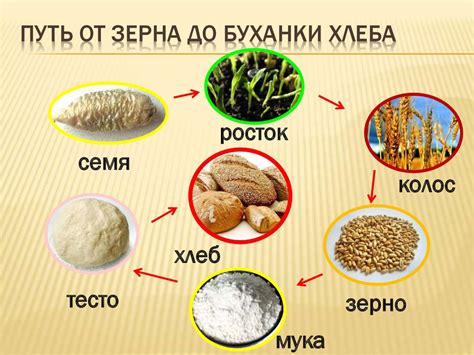 Подбор подходящего кормового зерна для приготовления свежего хлеба