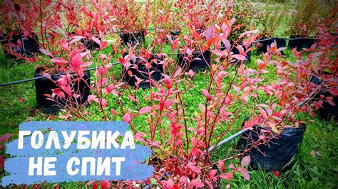 Подготовка голубики к холодному времени года после осеннего обрезания