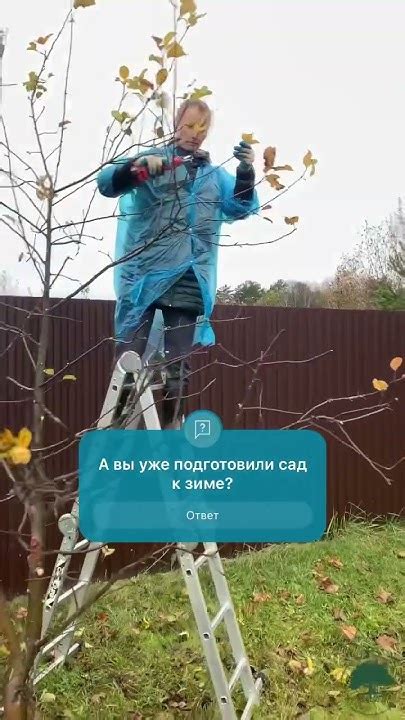 Подготовка к зиме: обрезка