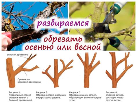 Подготовка к обрезке влажных деревьев