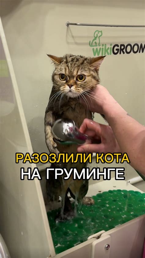 Подготовка к первой водной процедуре маленького питомца