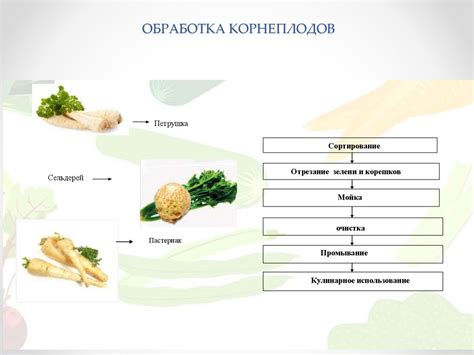 Подготовка овощей и соусов