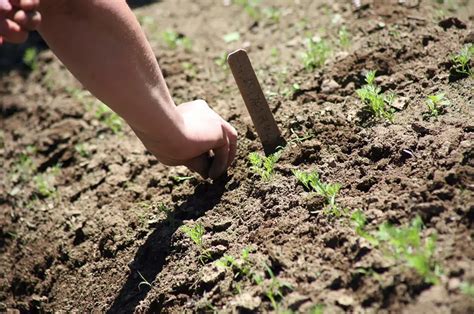 Подготовка почвы для посадки моркови после свеклы