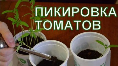 Подготовка почвы для успешного пересаживания растений на даче: залог здоровья и красоты сада