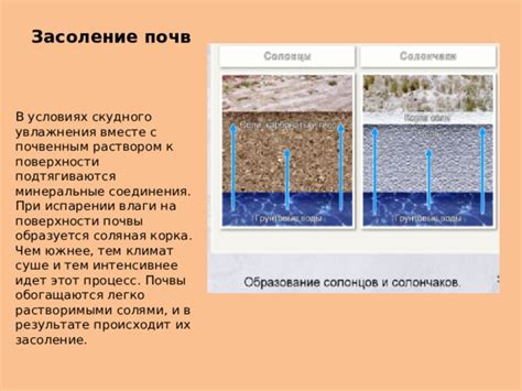 Подготовка почвы и обеспечение увлажнения