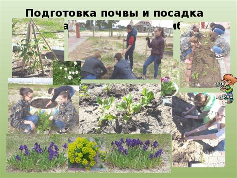 Подготовка почвы и посадка рассады