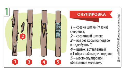 Подготовка срезов для прививки