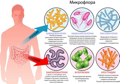 Поддержание здоровой микрофлоры в кишечнике