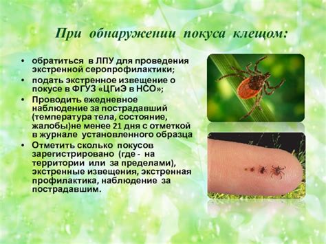 Поддержка здоровья питомца после покуса клещом, вызывающим энцефалит