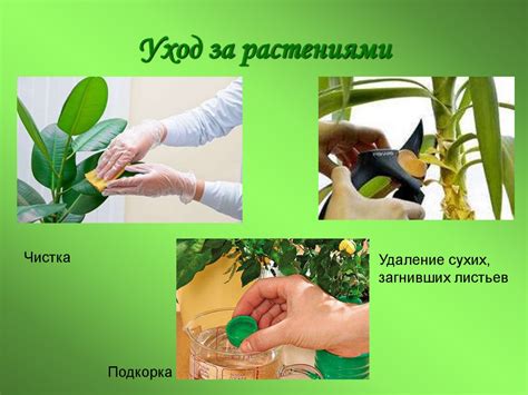 Поддержка и уход за привитыми растениями: полезные рекомендации