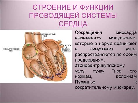 Поддержка функции сердца