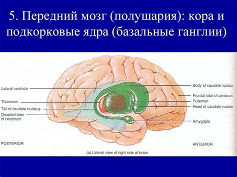 Подкорка мозга: сущность и значение