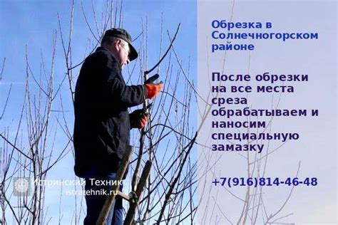 Подрезка ветвей осенью: особенности