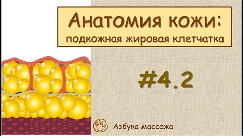 Подходящее питание для устранения проблем с кожей и подкожным жировым слоем