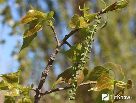 Подход для выращивания тополя м в домашних условиях